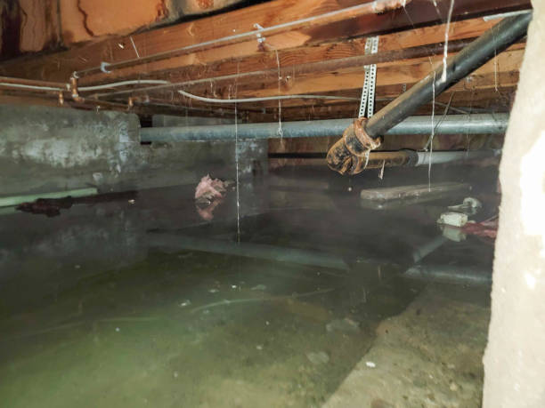 Best Professional water damage repair  in Pembroke Pines, FL