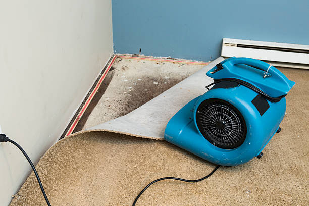 Best Local water damage restoration  in Pembroke Pines, FL